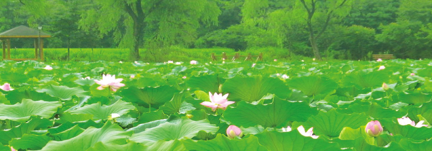 山澤蓮華公園