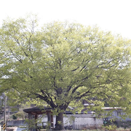 향석1리의 봄, 마을풍경