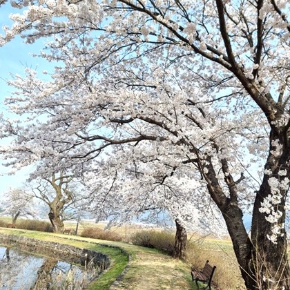 2024년 병암정의 초봄 풍경