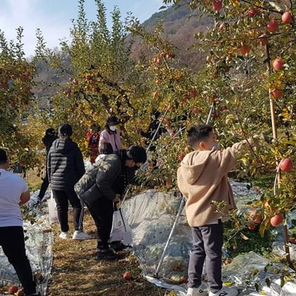 사과따기 체험 실시