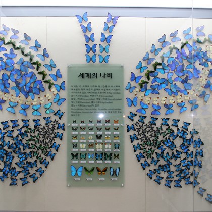 세계의 나비관