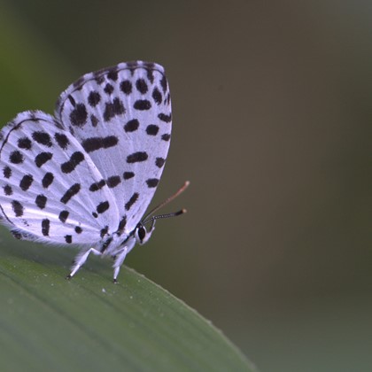 바둑돌부전나비