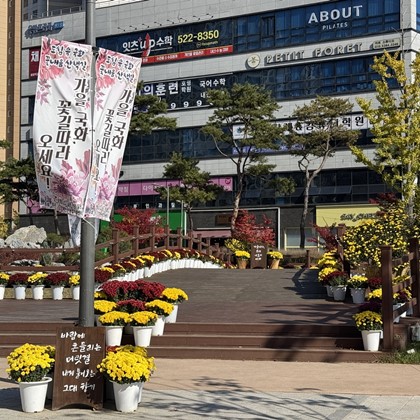 예천군, 호명읍 신도시에 국화정원 조성… 가을 정취 ‘물씬’