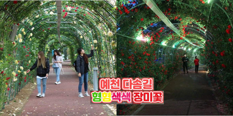 3.한천산책로 '다솜길' 알록달록 장미터널
