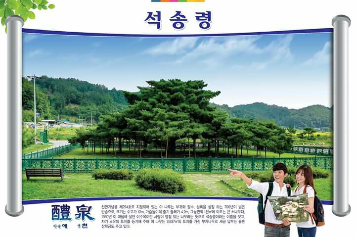 1.예천 관광 8경 - 석송령