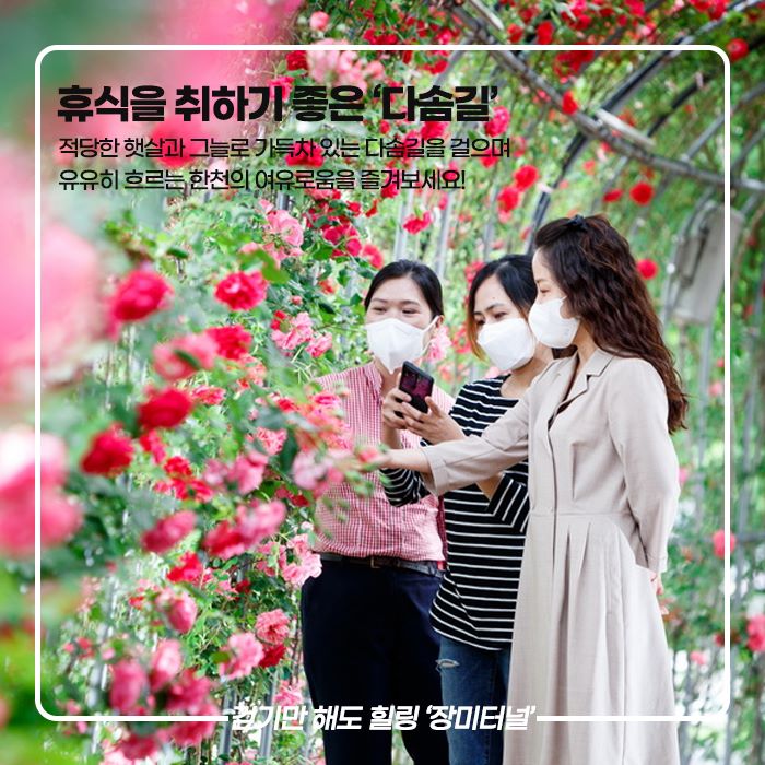 5.예천군 한천체육공원 장미터널
