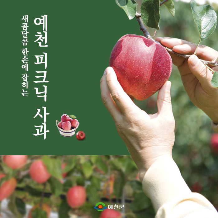 1.예천에서만 생산되는 '피크닉' 사과