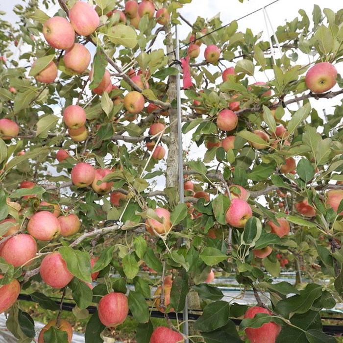 3.예천에서만 생산되는 '피크닉' 사과