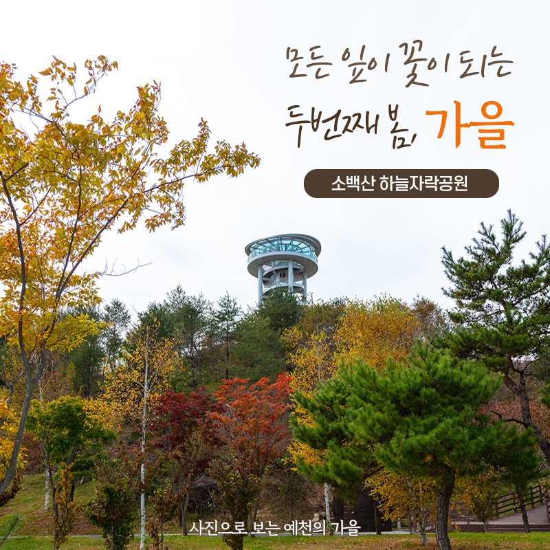 1.사진으로 보는 예천의 가을 1탄 -소백산 하늘자락공원-