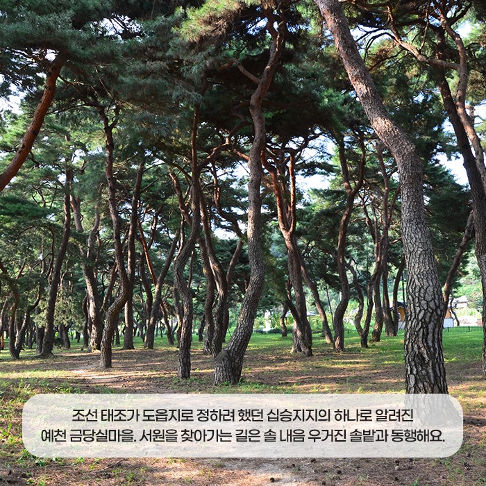 2.예천 금당실 송림과 금곡서원