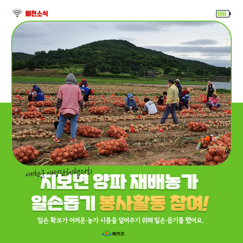 1.지보면 양파 재배농가에서 일손돕기 봉상활동에 참여했어요!