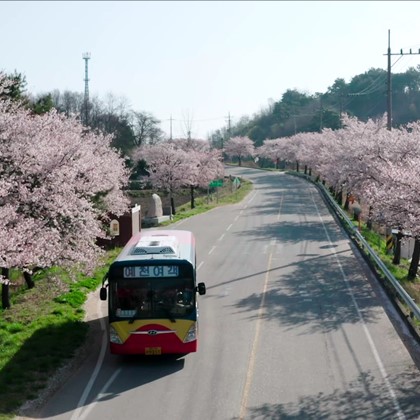 예천박물관 봄의 시작, 벚꽃