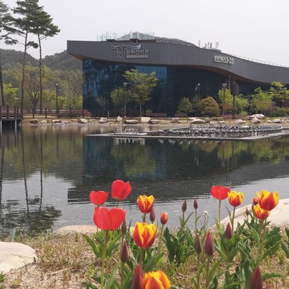 삼강문화단지 튤립